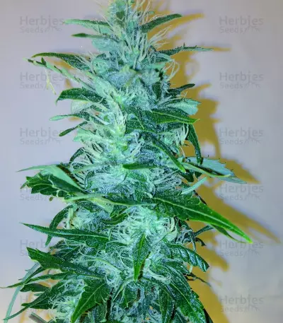Wipeout Express Auto (Heavyweight Seeds) Cannabis-Samen