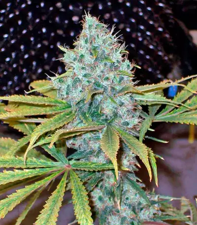 Yumbolt 47 (World of Seeds) Cannabis-Samen