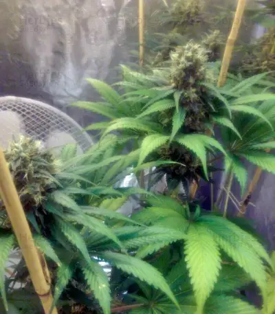 Cream Mandarine F1 Fast Version (Sweet Seeds)