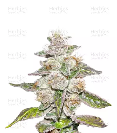 Mendocino Purple Kush (Medical Seeds) Cannabis-Samen