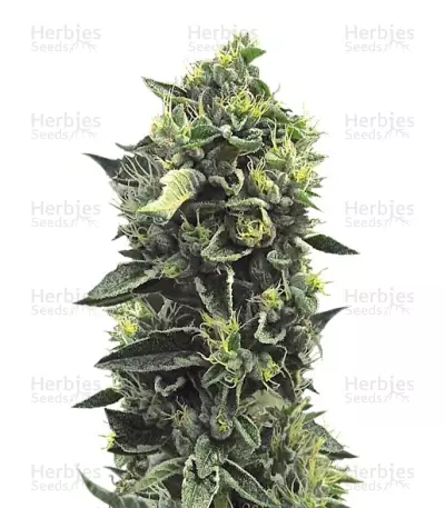 OG Kush regular (Humboldt Seeds) Cannabis-Samen