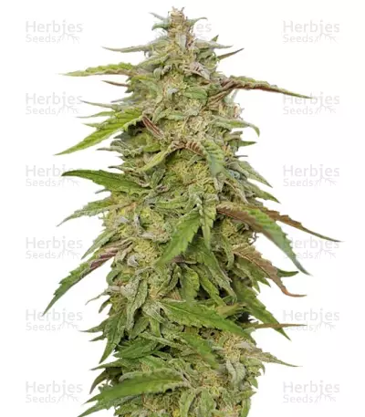 Purple Trainwreck (Humboldt Seeds) Cannabis-Samen