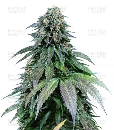 Purple Moby Dick (Dinafem Seeds) Cannabis-Samen