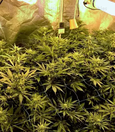 Gorilla Z feminisierte Samen (Barney's Farm)