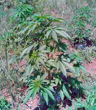 Sweet Skunk F1 Fast Version (Sweet Seeds) Cannabis-Samen
