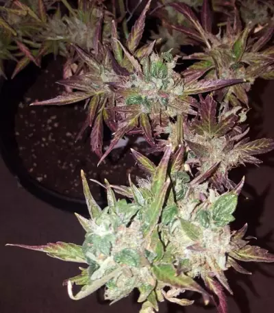 Blueberry Bliss Auto strain