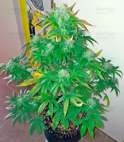 Bubba Kush Autoflowering (Dinafem Seeds) Cannabis-Samen