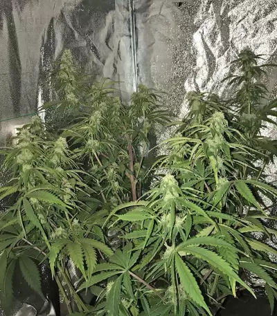 CBD Auto 1:1 (CBD Crack) Cannabis-Samen