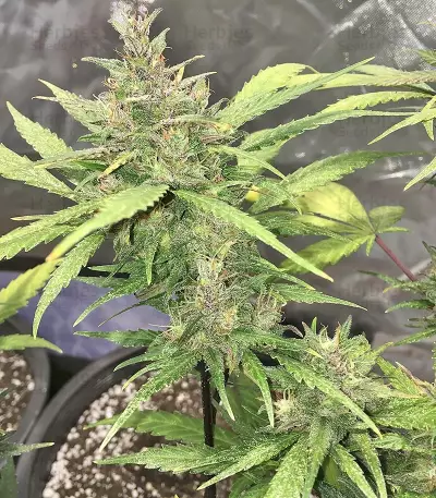 Crystal METH Auto (Fast Buds) Cannabis-Samen