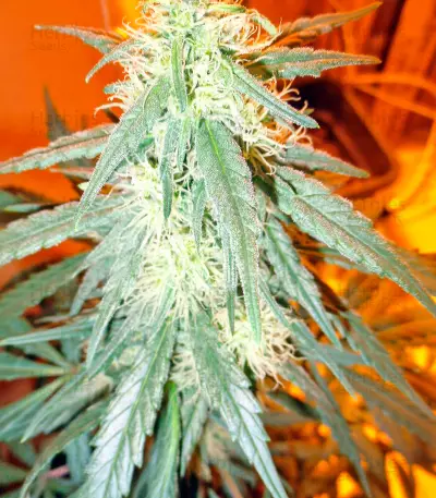 Damnesia Autoflowering (Strain Hunters) Cannabis-Samen