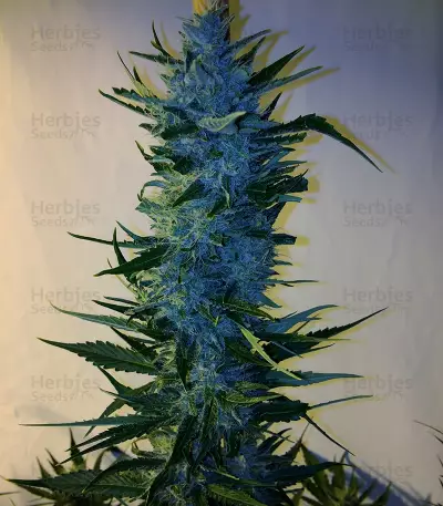 Massive Midget Auto (Heavyweight Seeds) Cannabis-Samen