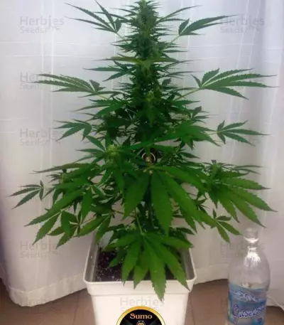 Zombie Haze Auto (Sumo Seeds) Cannabis-Samen