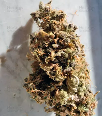 Cream Caramel (Sweet Seeds) Cannabis-Samen