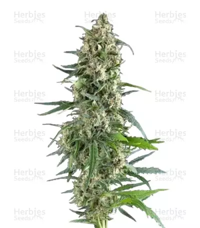 Amnesia Gold (Pyramid Seeds) Cannabis-Samen