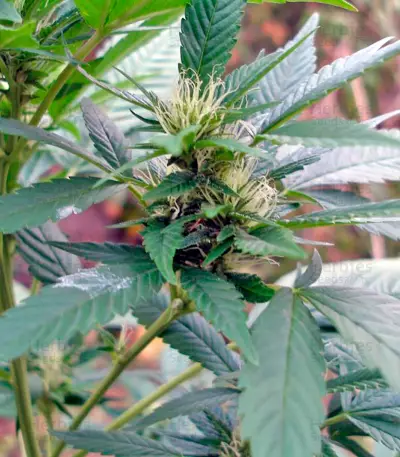 AK-47 regular (Serious Seeds) Cannabis-Samen