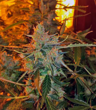 Auto American Pie (Pyramid Seeds) Cannabis-Samen