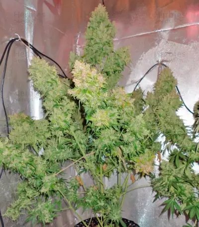 Auto Durban Poison (Dutch Passion) Cannabis-Samen