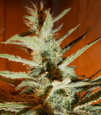 BubbleGummer (Female Seeds) Cannabis-Samen