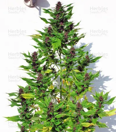 Frisian Duck (Dutch Passion) Cannabis-Samen