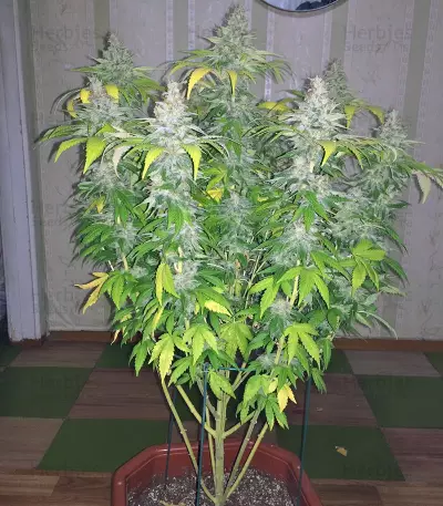 Mazar (Dutch Passion) Cannabis-Samen