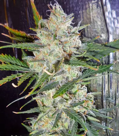 Mohan Ram (Sweet Seeds) Cannabis-Samen