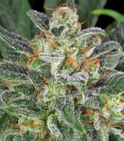 Motavation regular (Serious Seeds) Cannabis-Samen