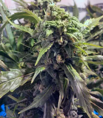 Orange Hill Special (Dutch Passion) Cannabis-Samen