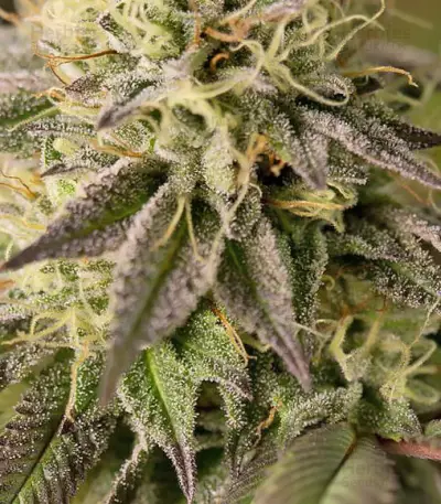 Remo Chemo (Dinafem Seeds) Cannabis-Samen