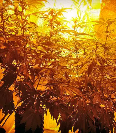 Strawberry Blue (World of Seeds) Cannabis-Samen