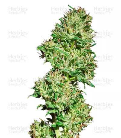 Utopia Haze (Barney's Farm) Cannabis-Samen