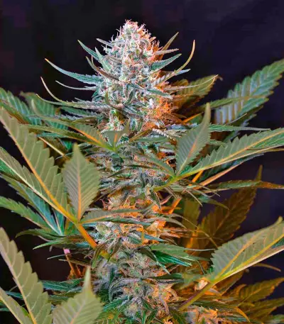 Black Jack F1 Fast Version (Sweet Seeds) Cannabis-Samen