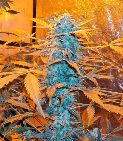 K-Train (GHS) Cannabis-Samen