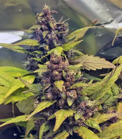 Red Poison Auto (Sweet Seeds) Cannabis-Samen