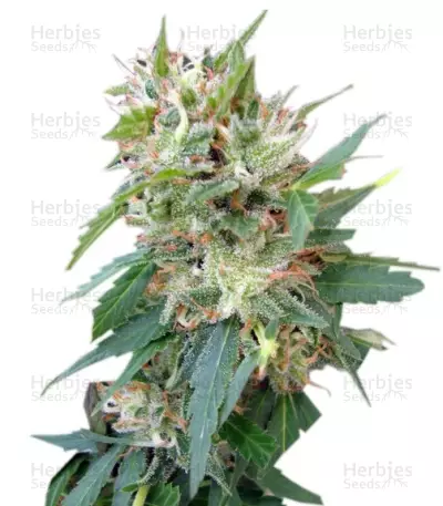 Buddha Deimos Auto (Buddha Seeds) Cannabis-Samen