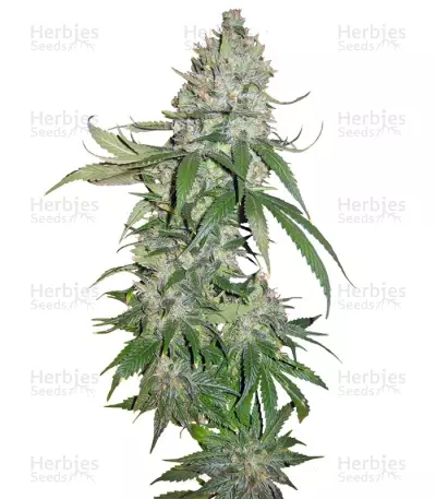 Buddha Quasar (Buddha Seeds) Cannabis-Samen