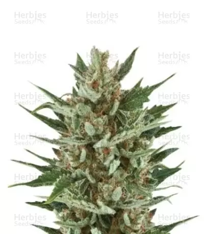 Speedy Chile Fast Flowering (RQS) Cannabis-Samen
