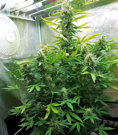GG#4 Original Glue Auto feminisierte Samen (Fast Buds)