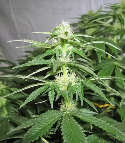 Pineapple Chunk feminisierte Samen (Barney’s Farm)