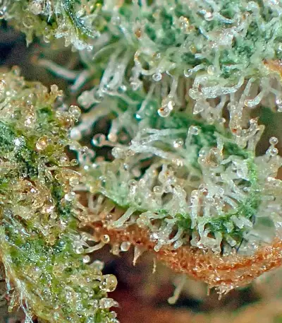 Strawberry Cake (Heavyweight Seeds)