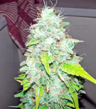 Afghan Kush X Skunk (World of Seeds) Cannabis-Samen