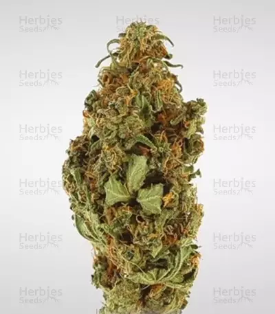 Amnesia Haze Automatic (RQS) Cannabis-Samen