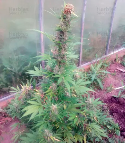 Anubis (Pyramid Seeds) Cannabis-Samen