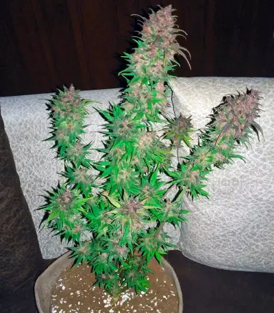 Bloody Skunk Auto (Sweet Seeds) Cannabis-Samen