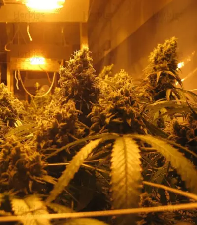 Cannatonic regular (Resin Seeds) Cannabis-Samen