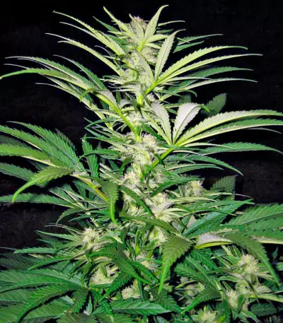 Critical Mass CBD (Dinafem Seeds) Cannabis-Samen