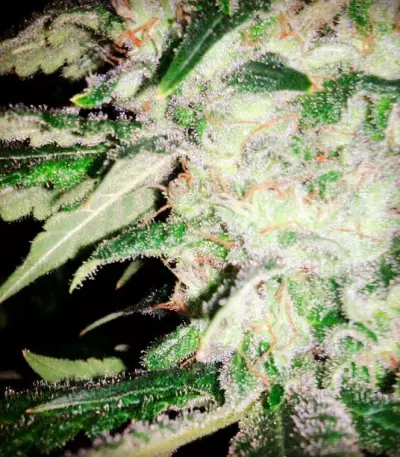 ICE (Female Seeds) Cannabis-Samen