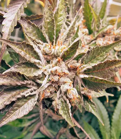 Kali Mist regular (Serious Seeds) Cannabis-Samen
