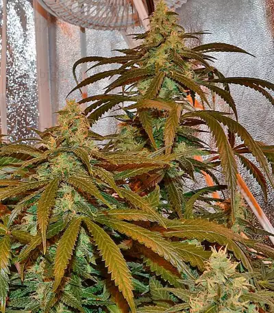 Lemon Cake (Heavyweight Seeds) Cannabis-Samen