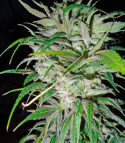 Money Maker (Strain Hunters) Cannabis-Samen