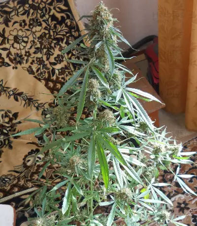 Pure AK (Female Seeds) Cannabis-Samen